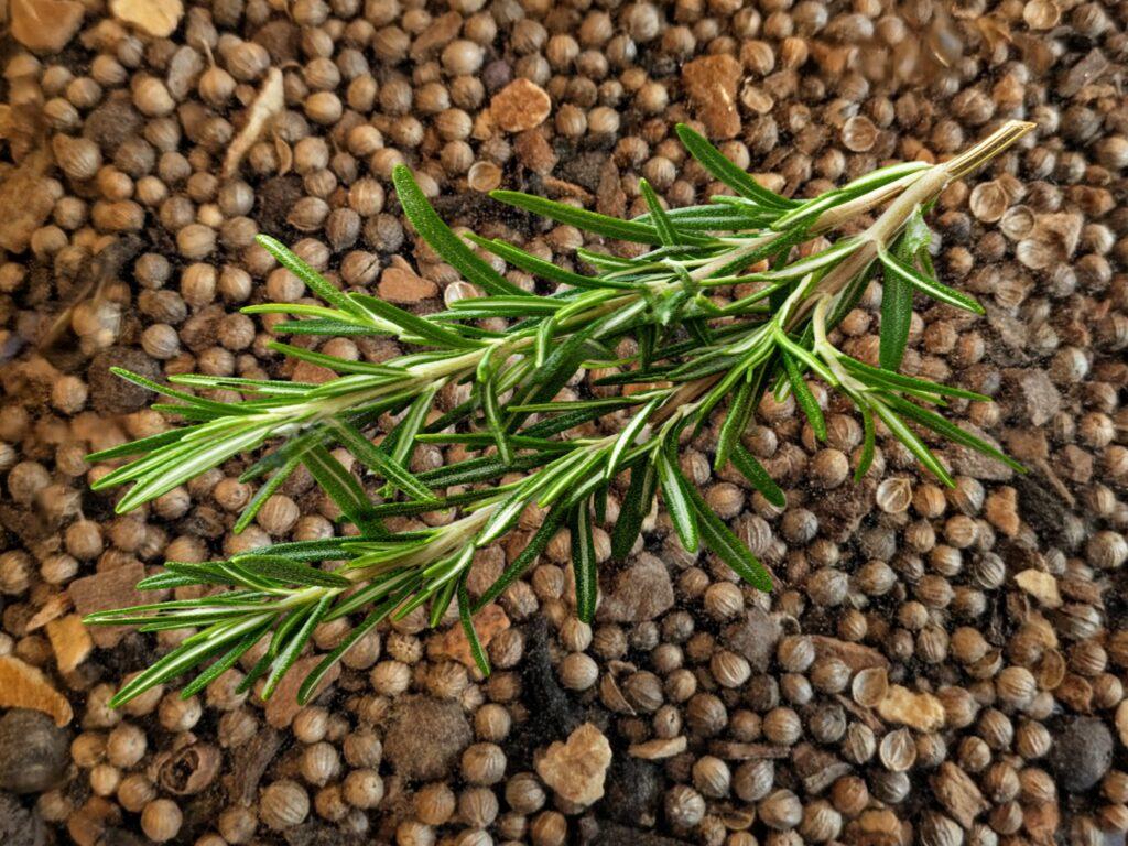 Mulling spice with rosemary