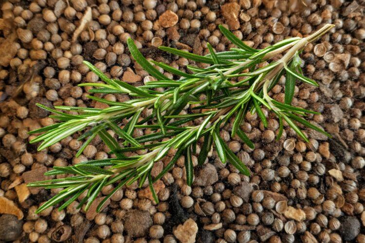 Mulling spice with rosemary