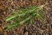 Mulling spice with rosemary